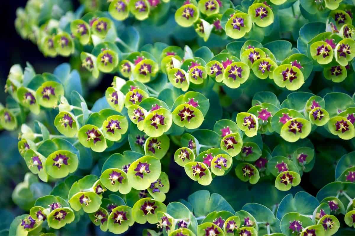 Blooming euphorbia with purple-yellow flowers.