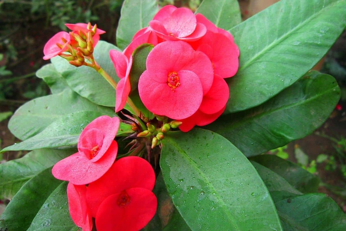 Blooming euphorbia with red flowers.