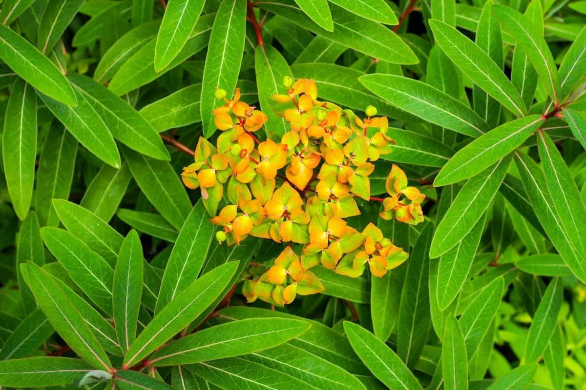 Blooming euphorbia with yellow flowers..