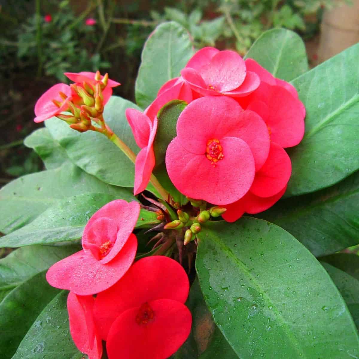 Blooming euphorbia with red flowers.