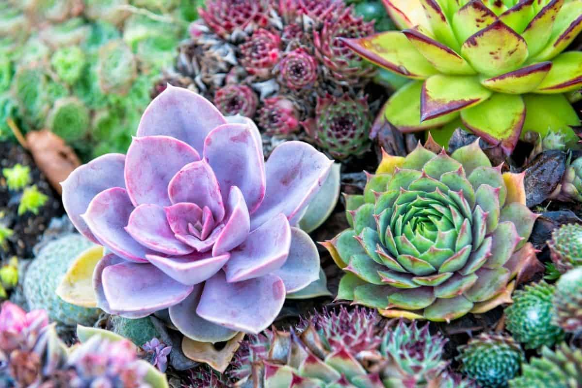 Different types of blooming succulents.