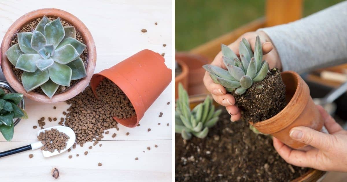 Best Soil for Succulents Indoors How To Choose and Mix Your Own