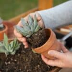 Hands holding succulent in soil and red pot.