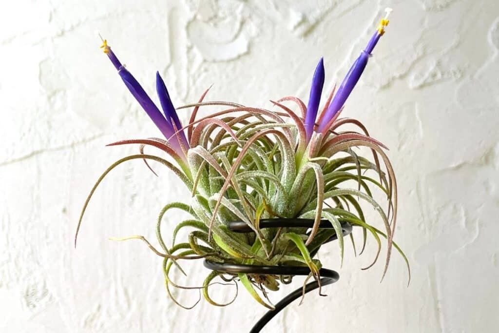 How To Propagate Air Plants Tillandsia Propagation and Care Tips