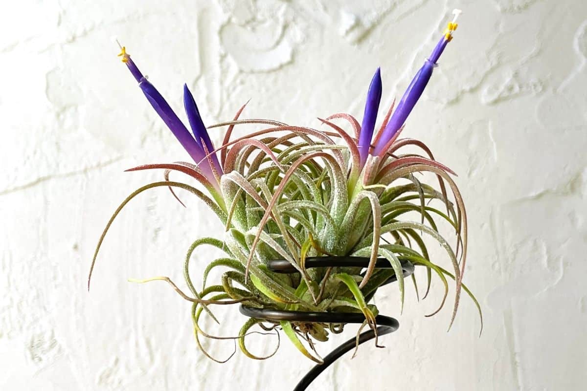 Blue blooming tillandsia on black rack.