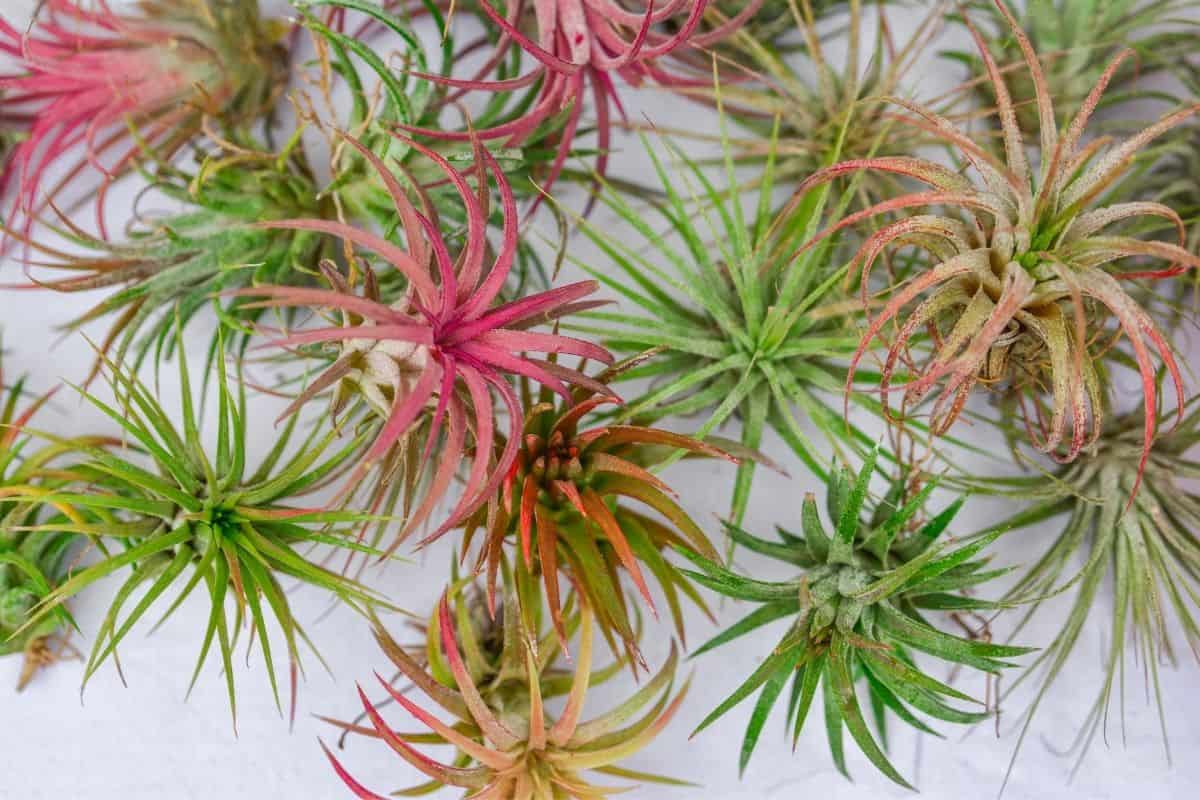 Bunch of tillandsia air plants on white wall.
