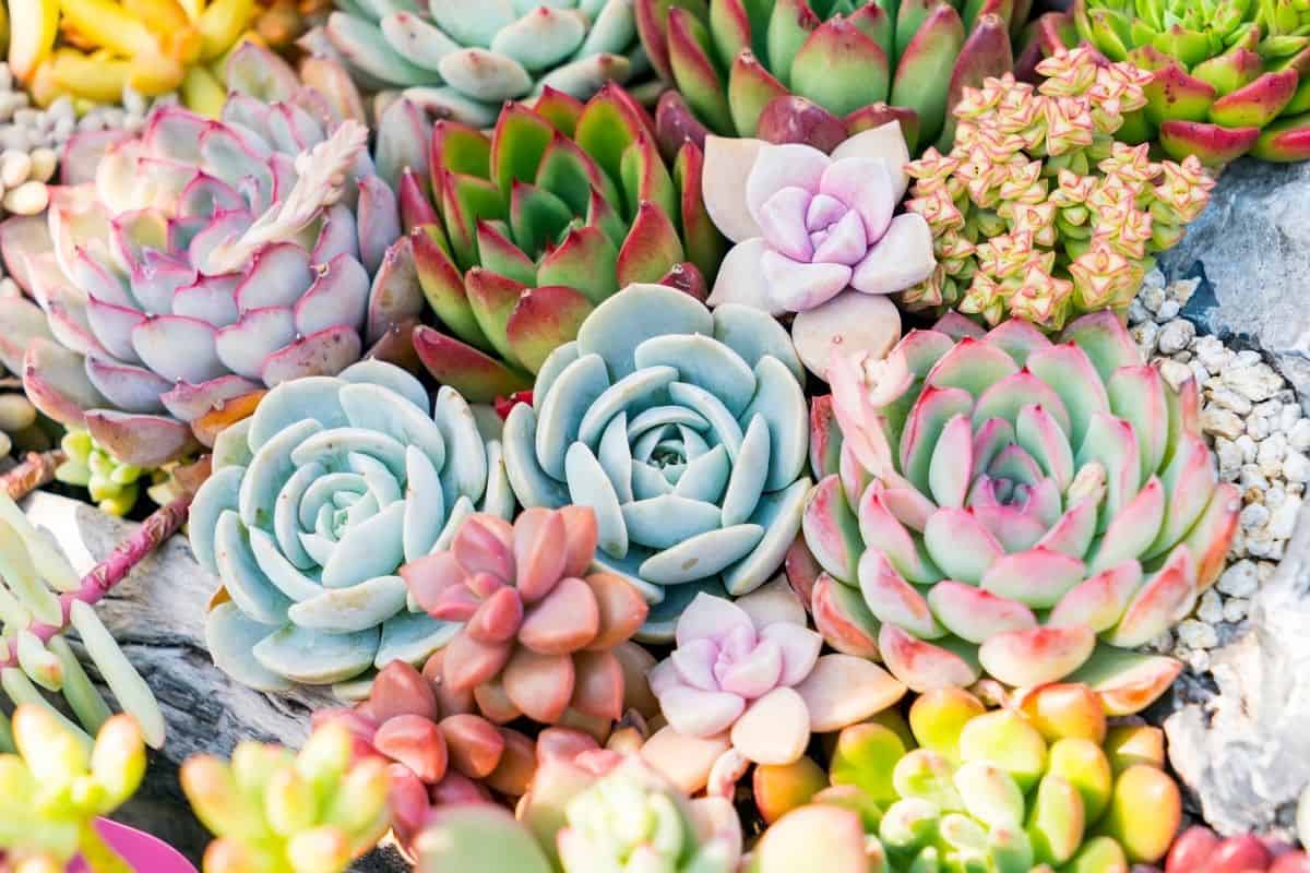 Bunch of blooming colorful succulents.