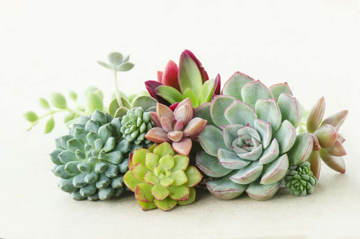 Bunch of beatiful flowering  echeverias on white background.