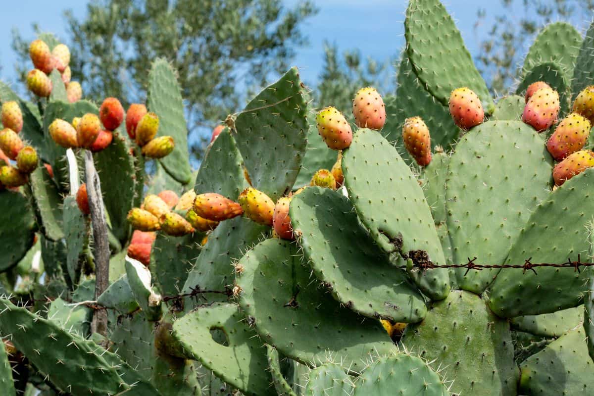 Green cactus pads with flowers.