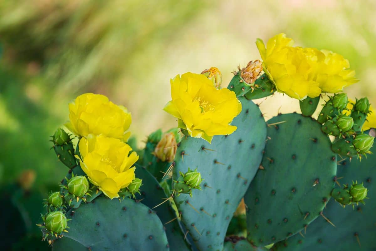 Blooming cactus pads with yellow flowers.