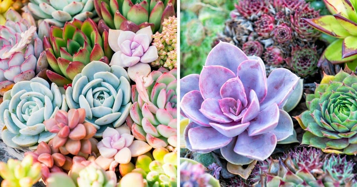 Colorful Succulents for Sale The Top Places to Buy Online! Sublime Succulents
