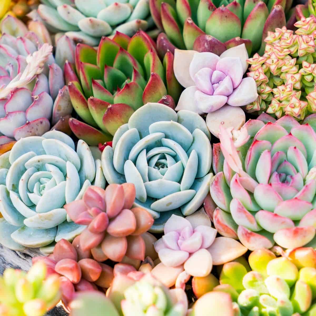 Bunch of blooming colorful succulents.