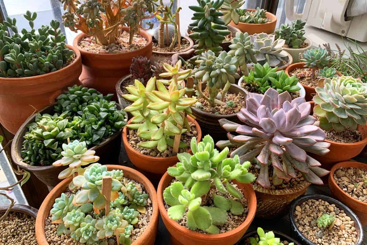 Different types of succulents in pots.