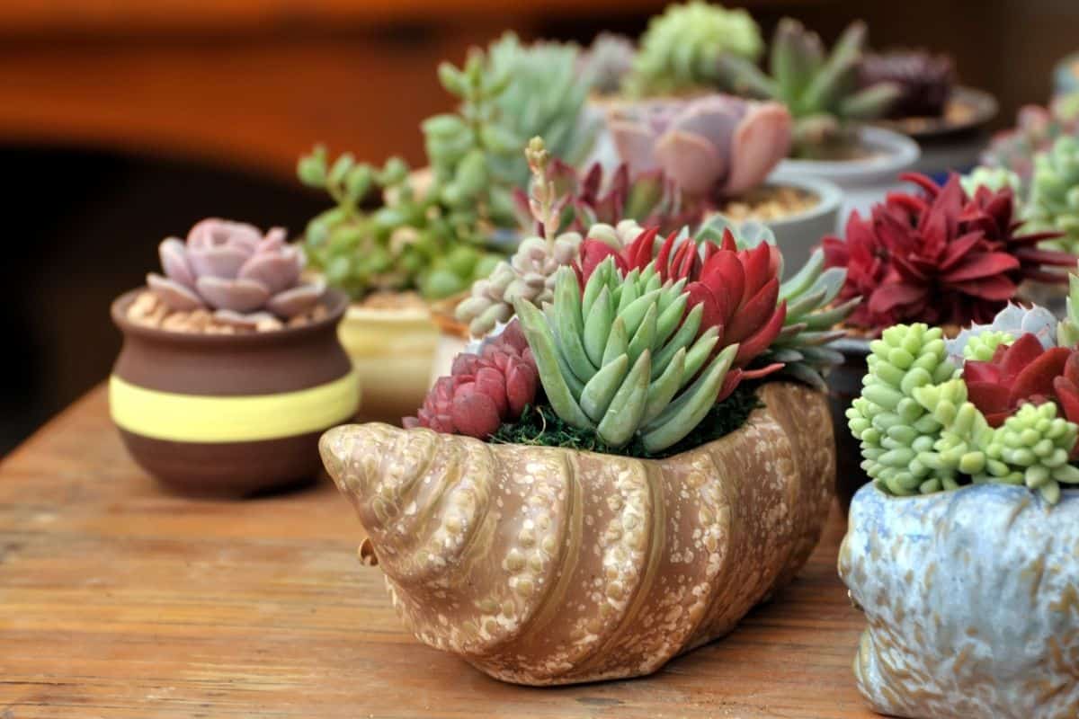 Bunch of colorful succulents in unusual pots on a table.