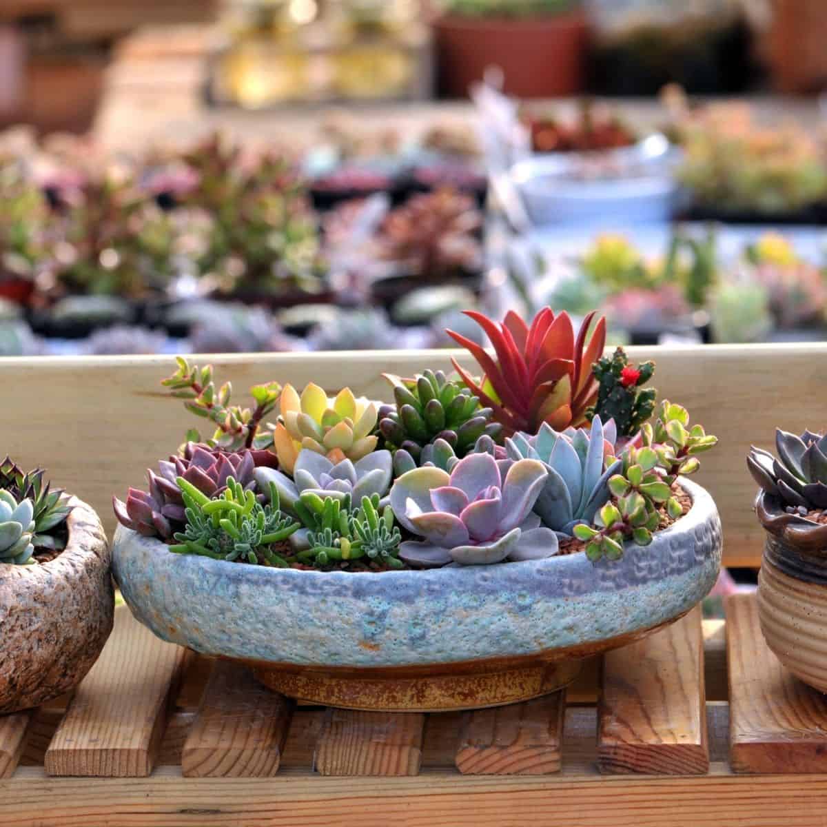 Beatiful colorful succulents in unusual pots on wooden rack.