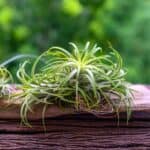 Tillamdsia on wooden table.