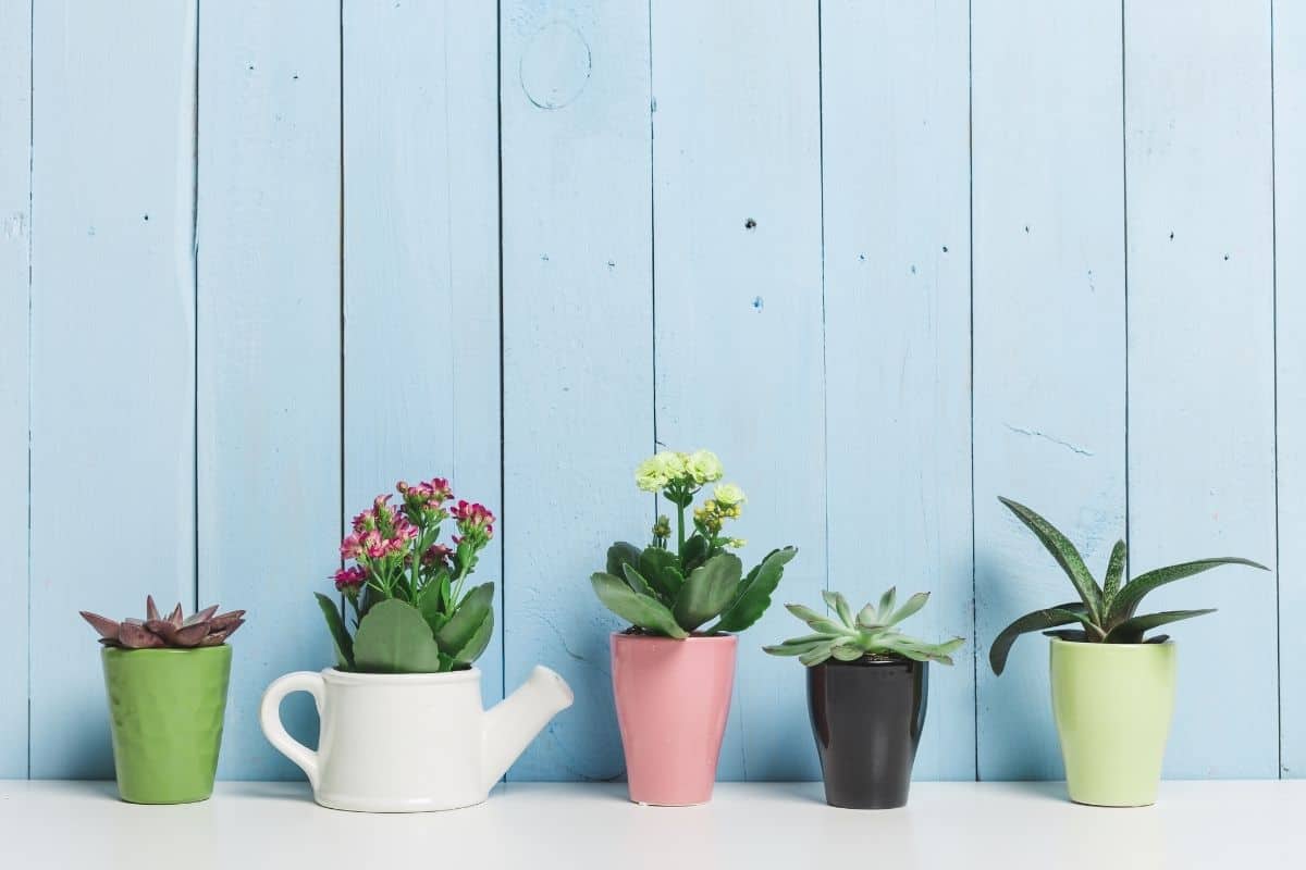 Different types of succulents in pots in front of blue wall.