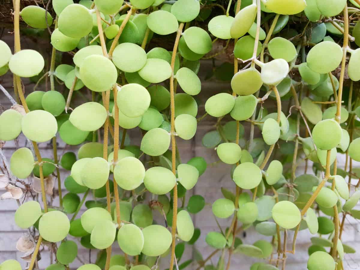 Dischidia nummularia hanging succulent plant.