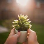 Hands holding a succulent in small pot on sunny day.