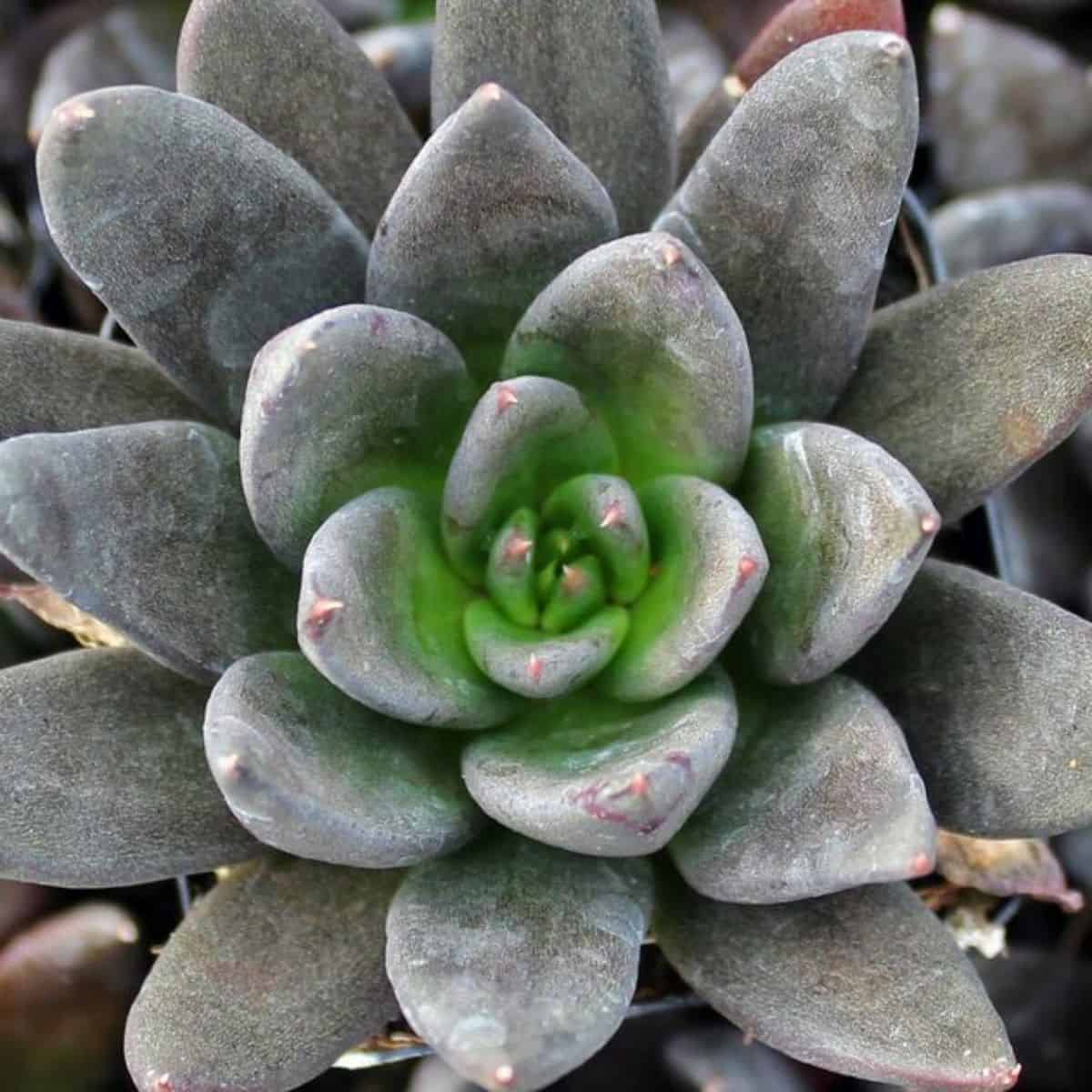 Echeveria Affinis close-up.