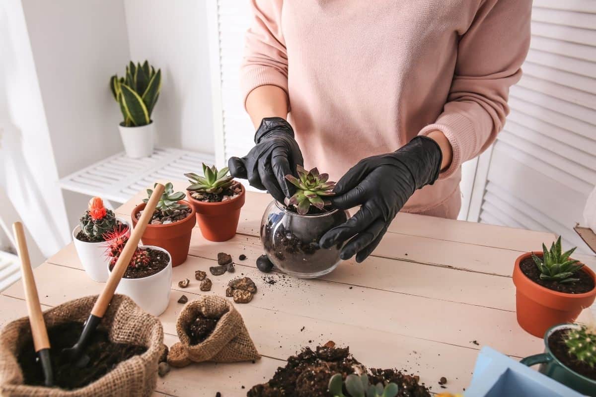 Woman with black gloves repotting succulent into a glass pot.