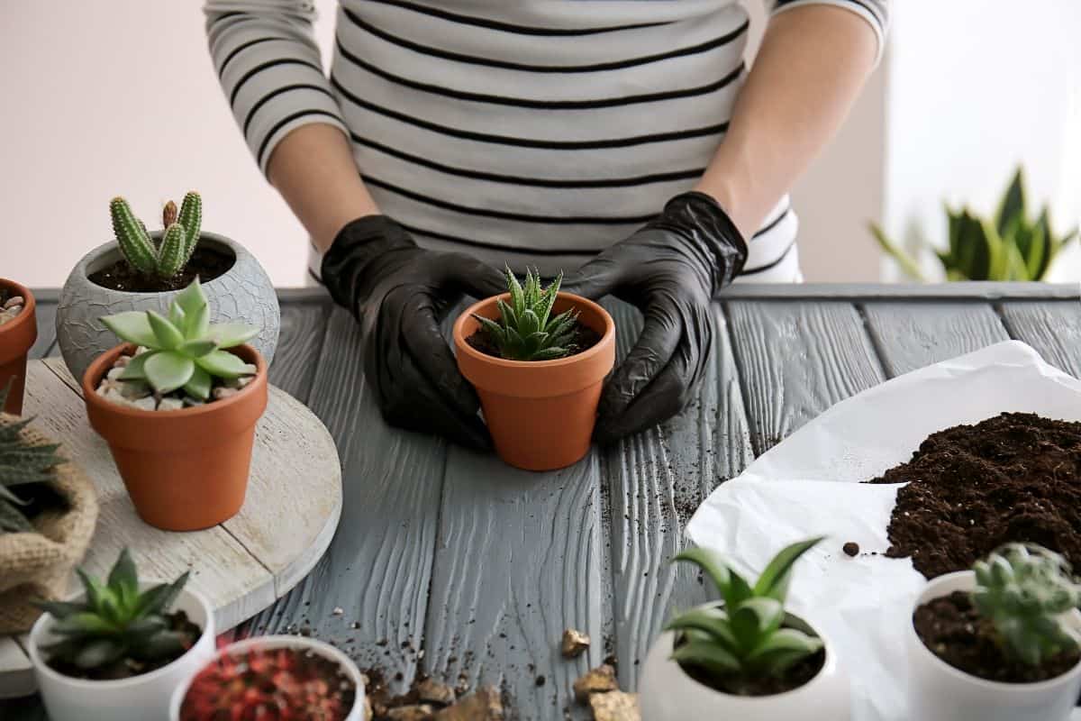 A human with black gloves planting succulent into red pot on table.