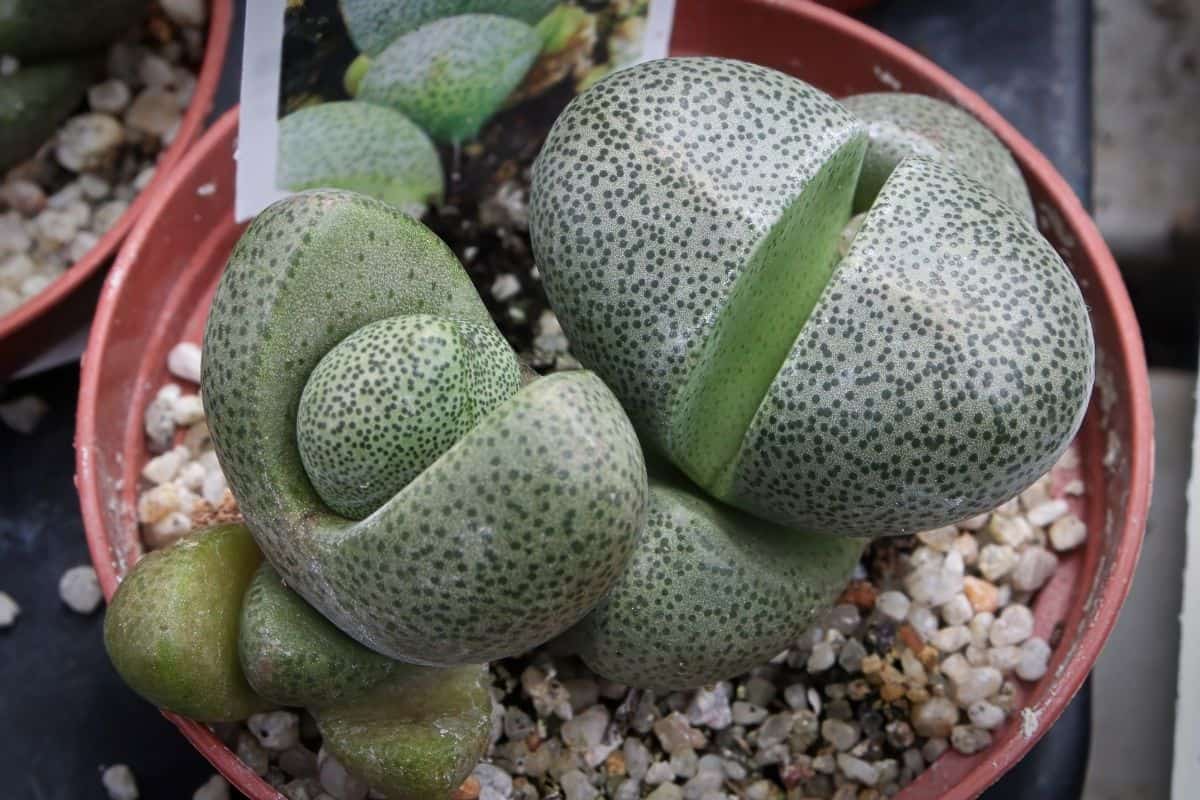 Green lithops in red pot.