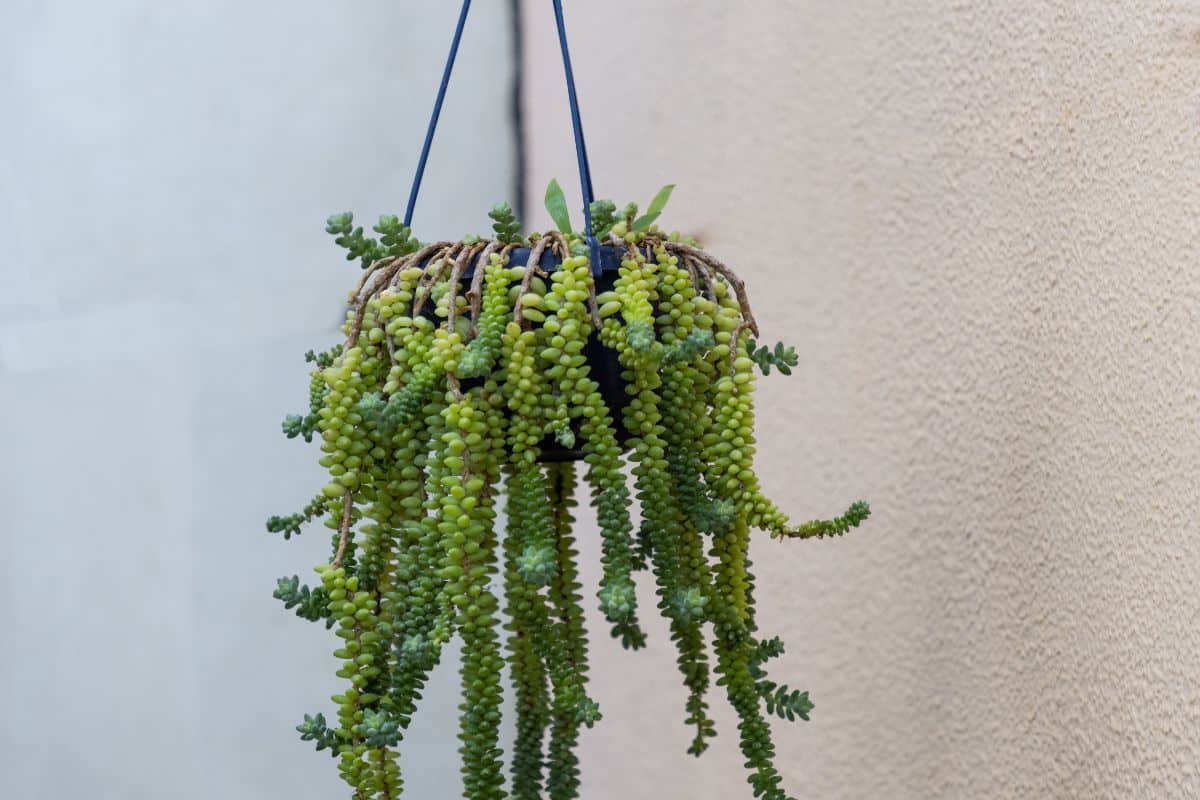 Green succulent in hanging pot.