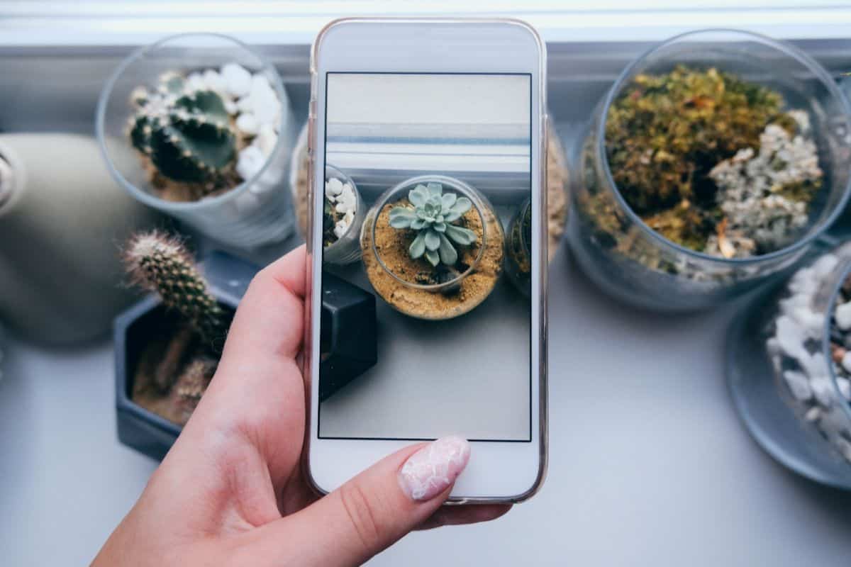 Woman hand holding the smart phone over succulents in pots.