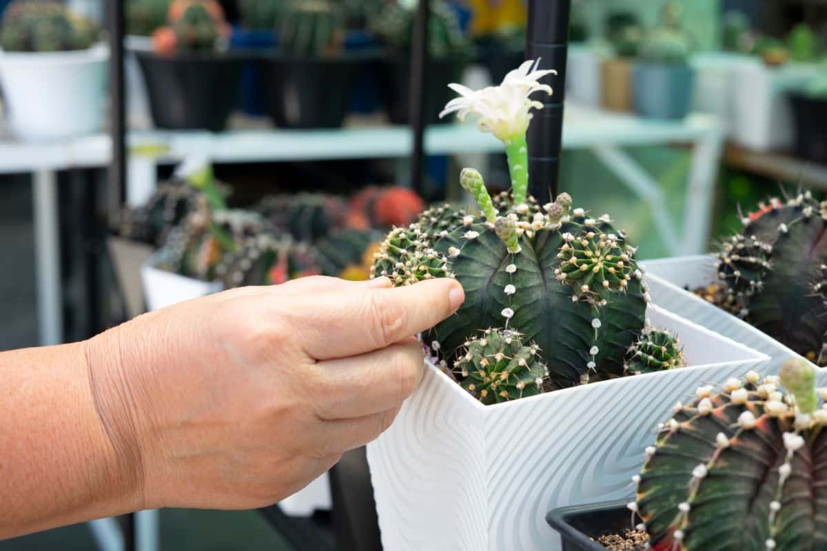 Woman hand touching cactus in the white pot.
