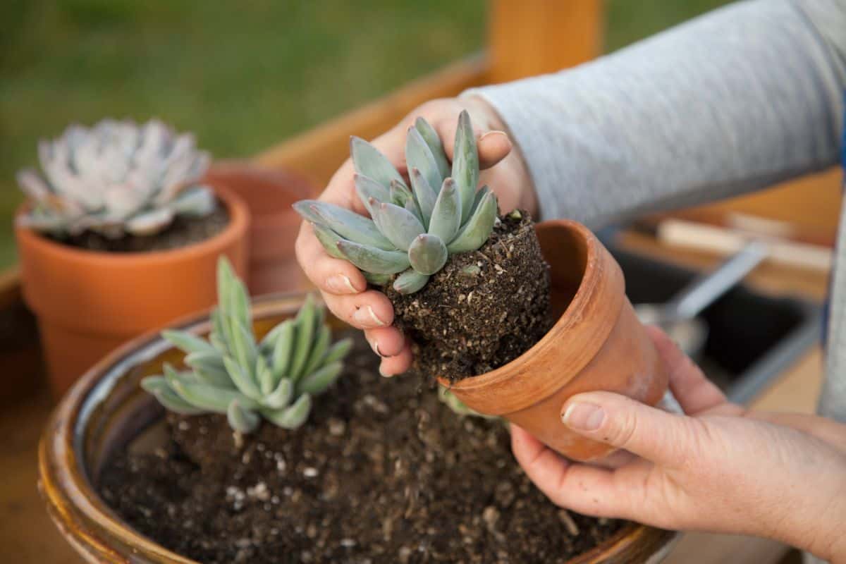 Hands holding succulent in soil and red pot.