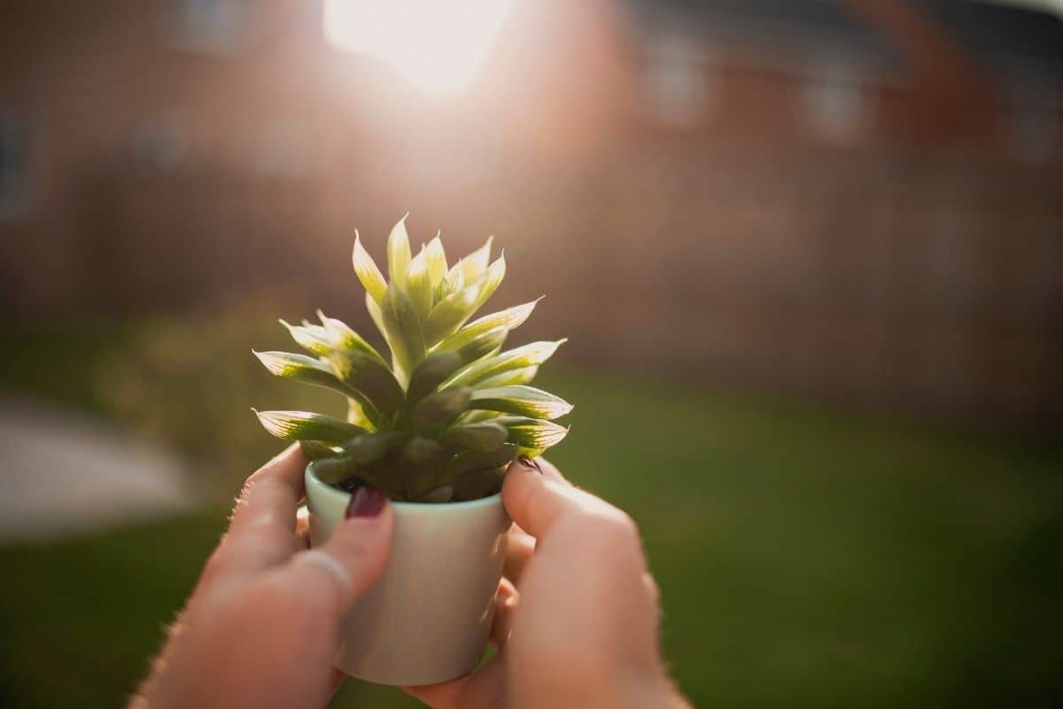 Hands holding a succulent in a small pot on sunny day.