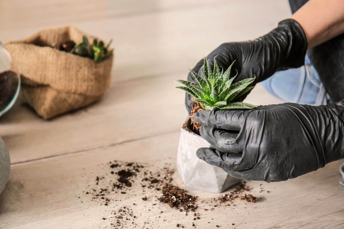 Hand with black gloves planting succulent into the stone pot.