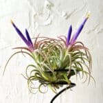 Blooming purple tillandsia on a black rack.