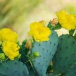 Green cactus pads with yellow flowers.