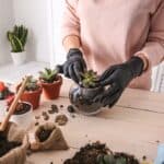 Woman with black gloves repotting succulent into glass pot.