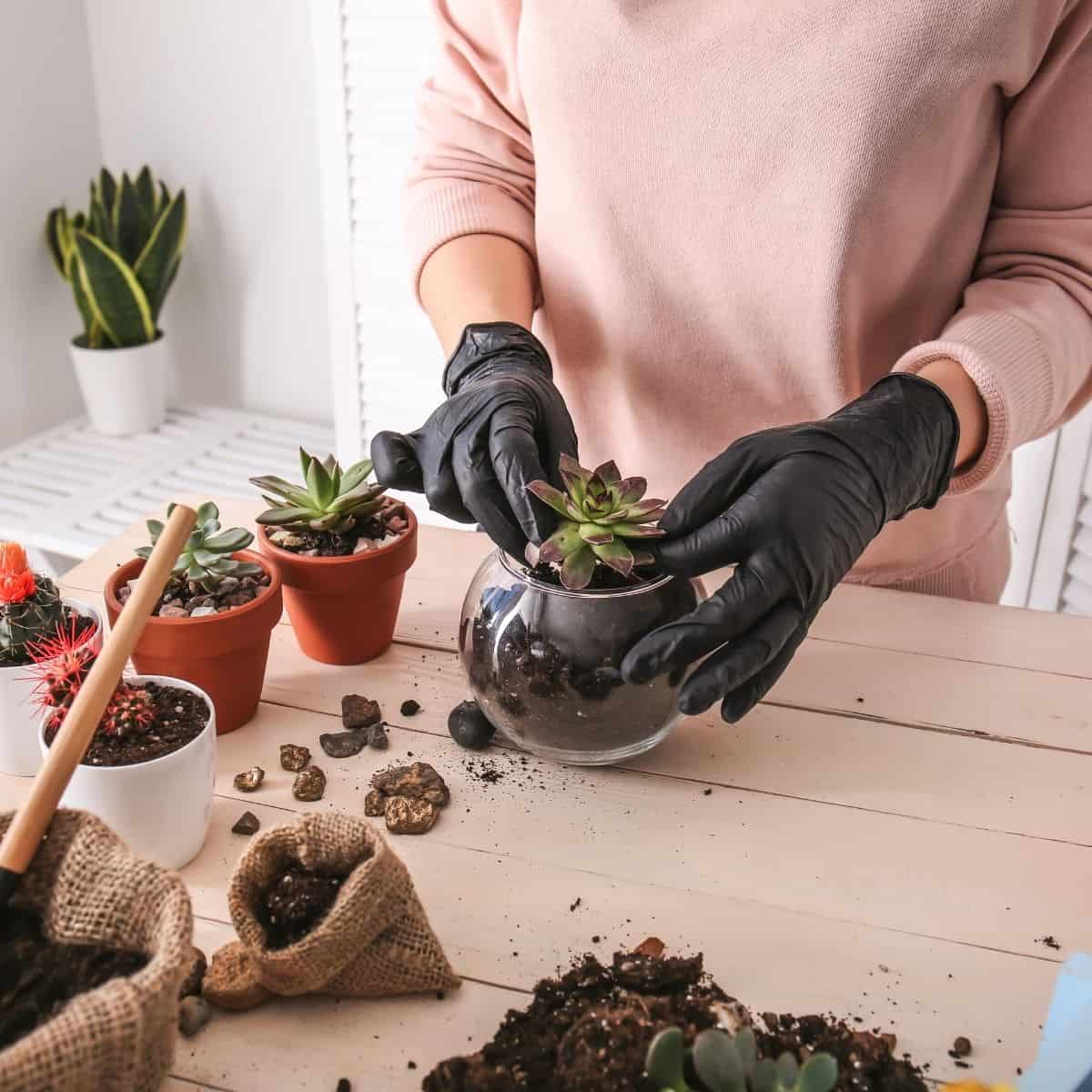 How to Transplant Succulents the Right Way - Sublime Succulents