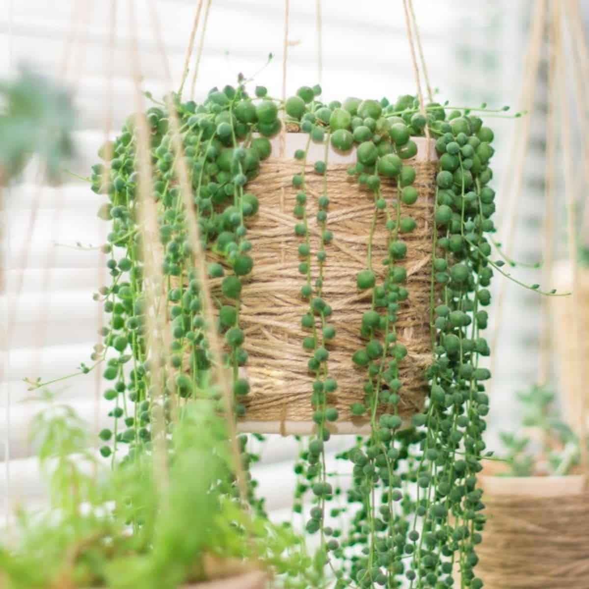 Green succulent in brown hanging pot.