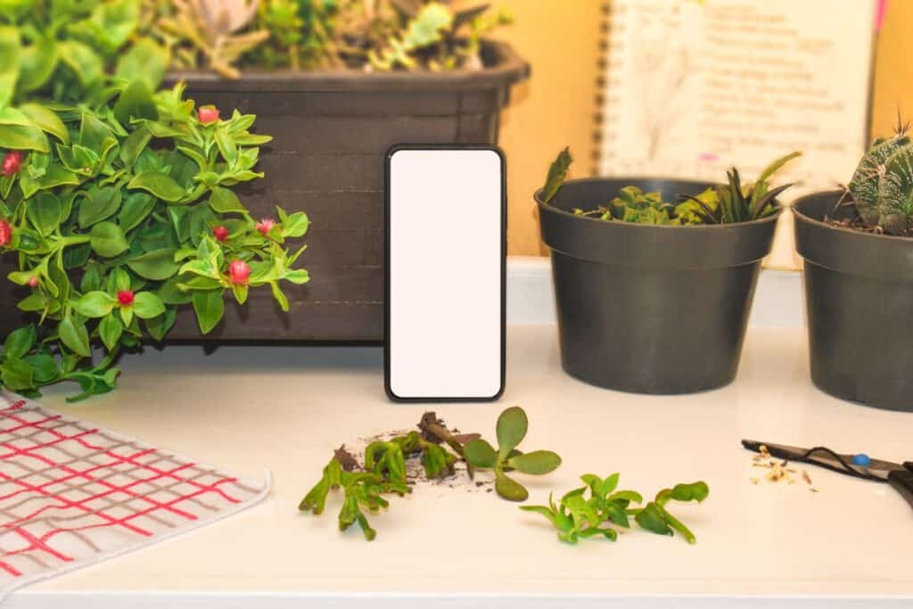 Succulent Identification App Identify Your Plant the Digital Way