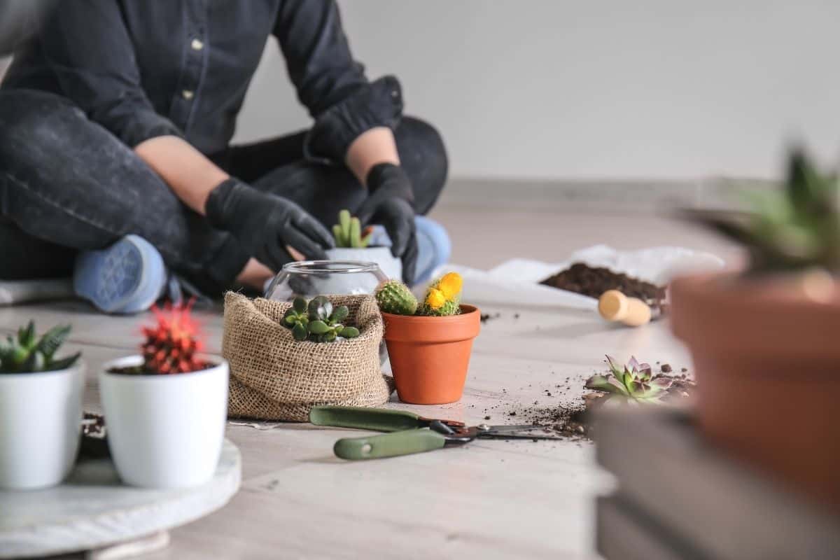 A human planting succulents into pots on the floor.