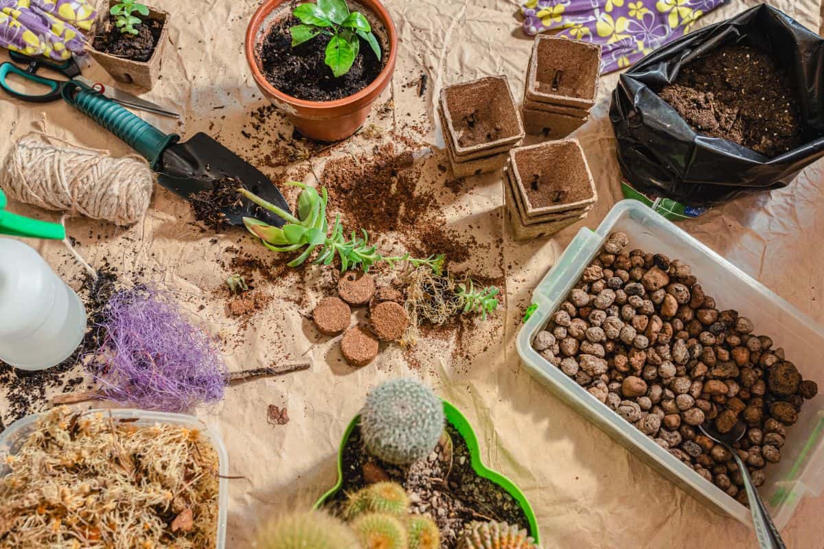 Succulents, pots, soil and shovel on wooden table.