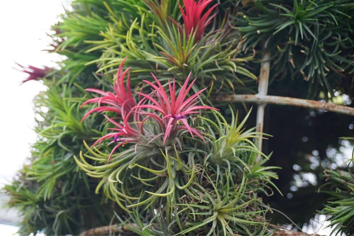 Red blooming tillandsia on metal rack.