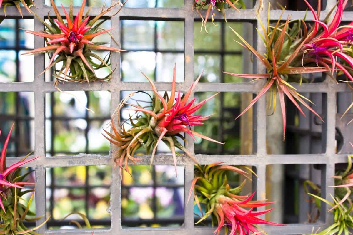 Pink blooming tillandsia on metal rack.