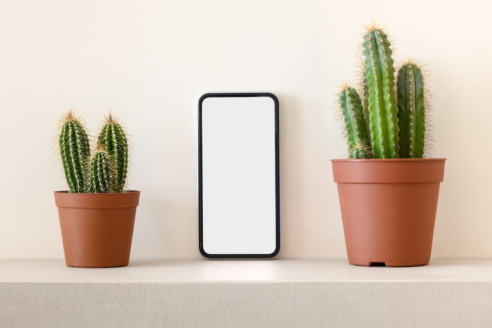 Smartphone between pots of cactus on the shelf.