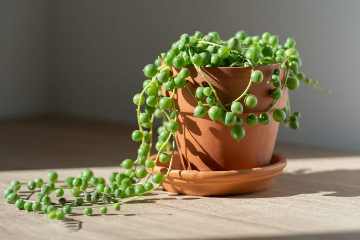 String of Pearls in red pot on table on sunny day.