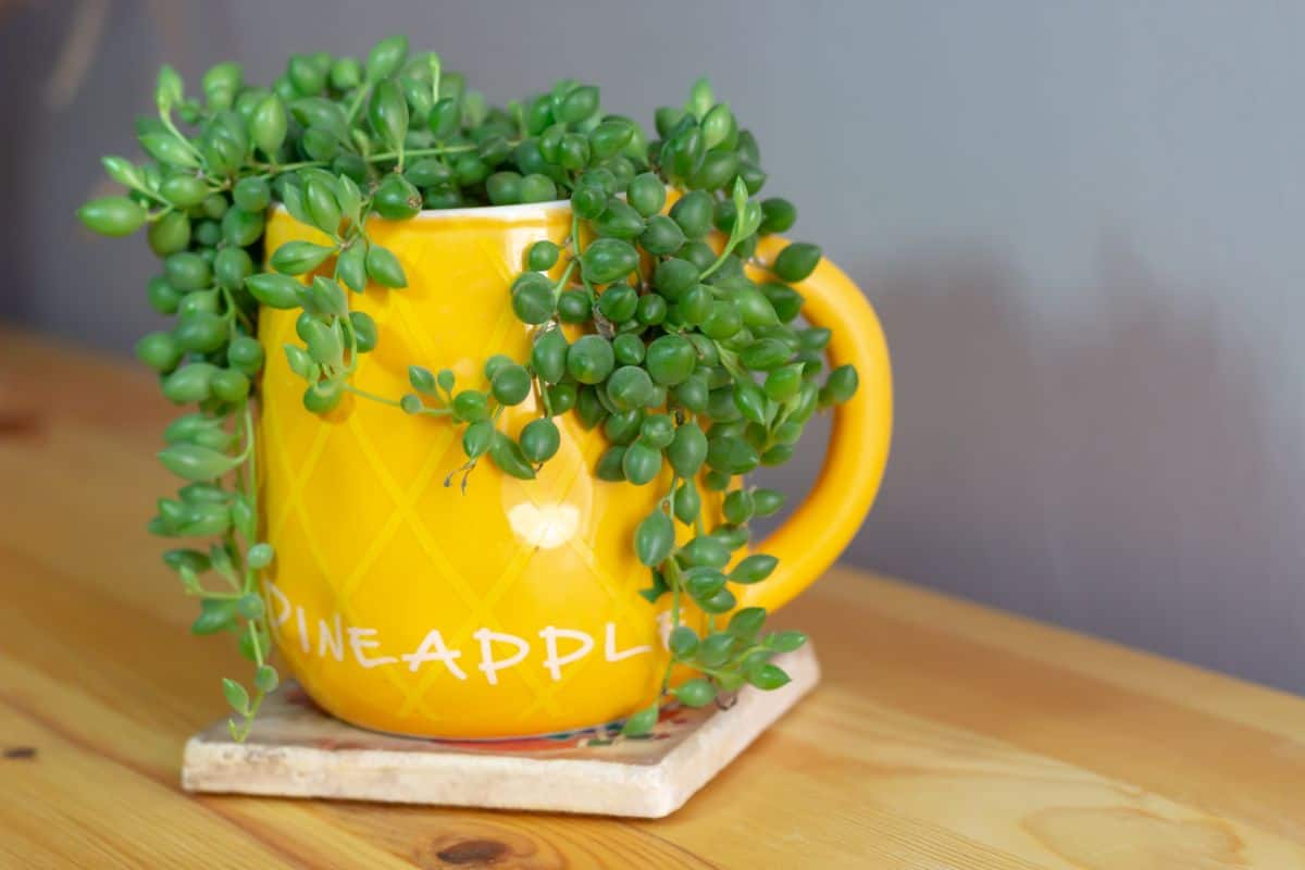 String of Pearls in yellow pot on brown table.