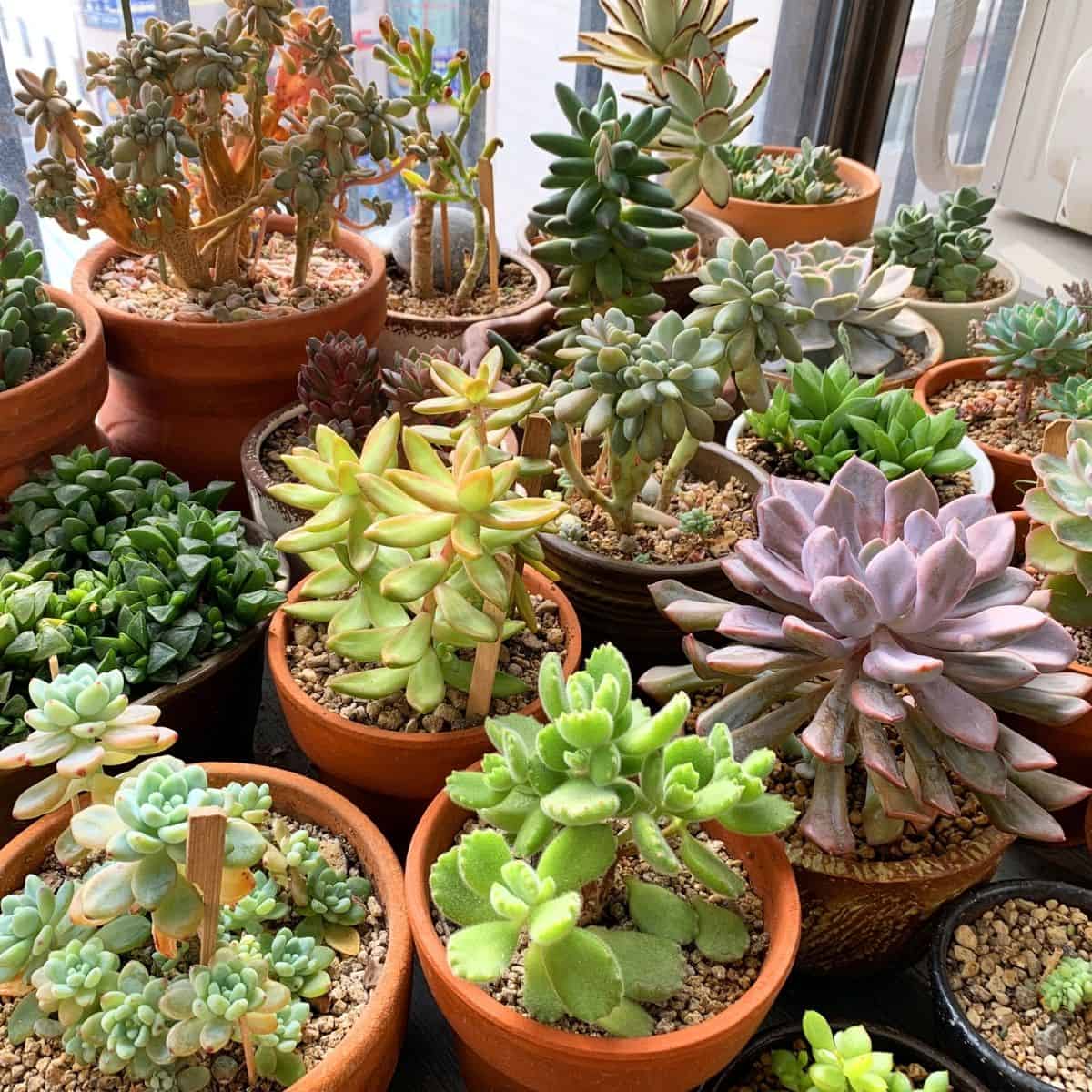 Different types of beatiful succulents in pots.