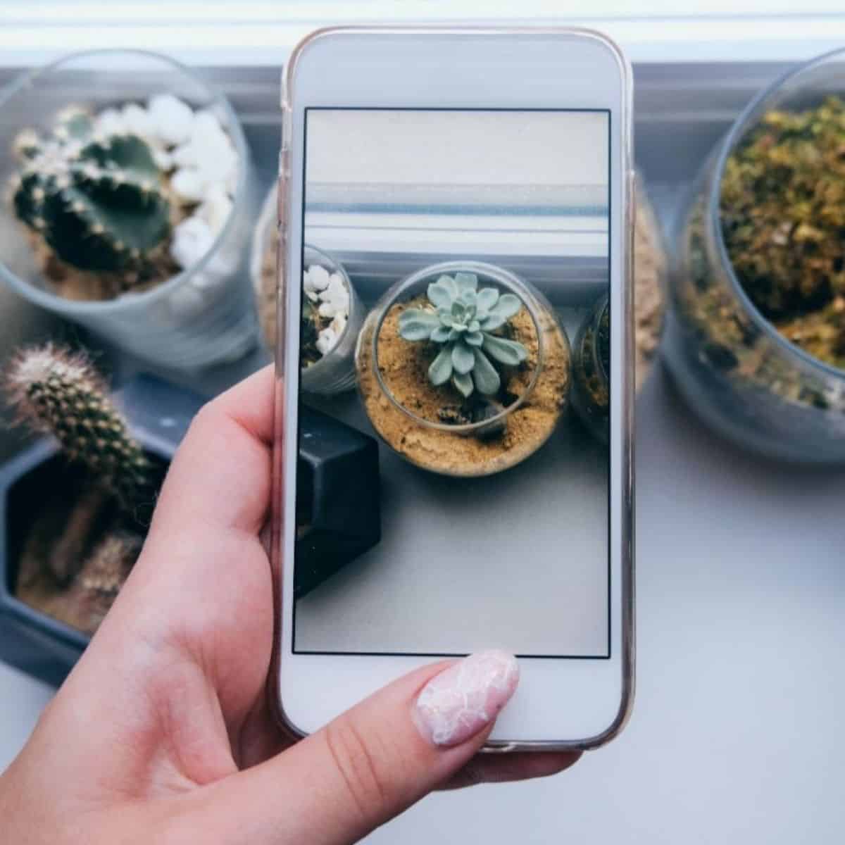 Woman hand holding smart phone over succulents in pots.