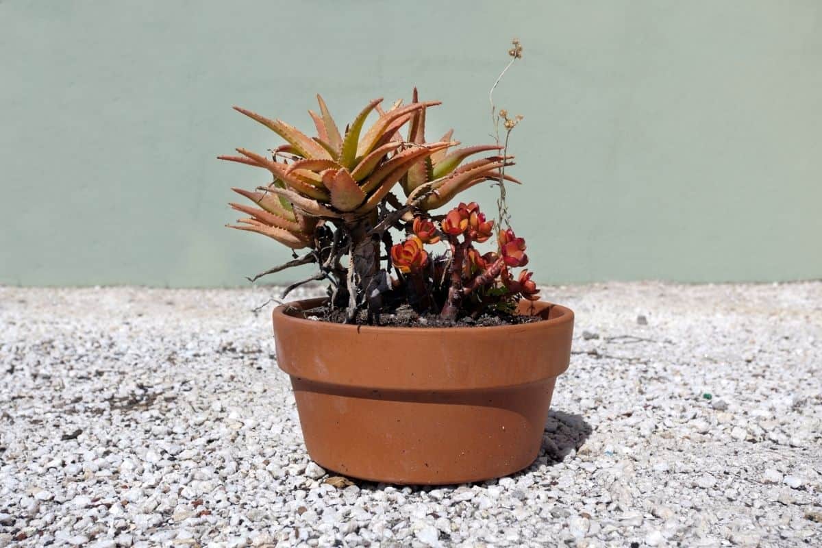 Succulents in a brown pot on the rocky ground on a sunny day.