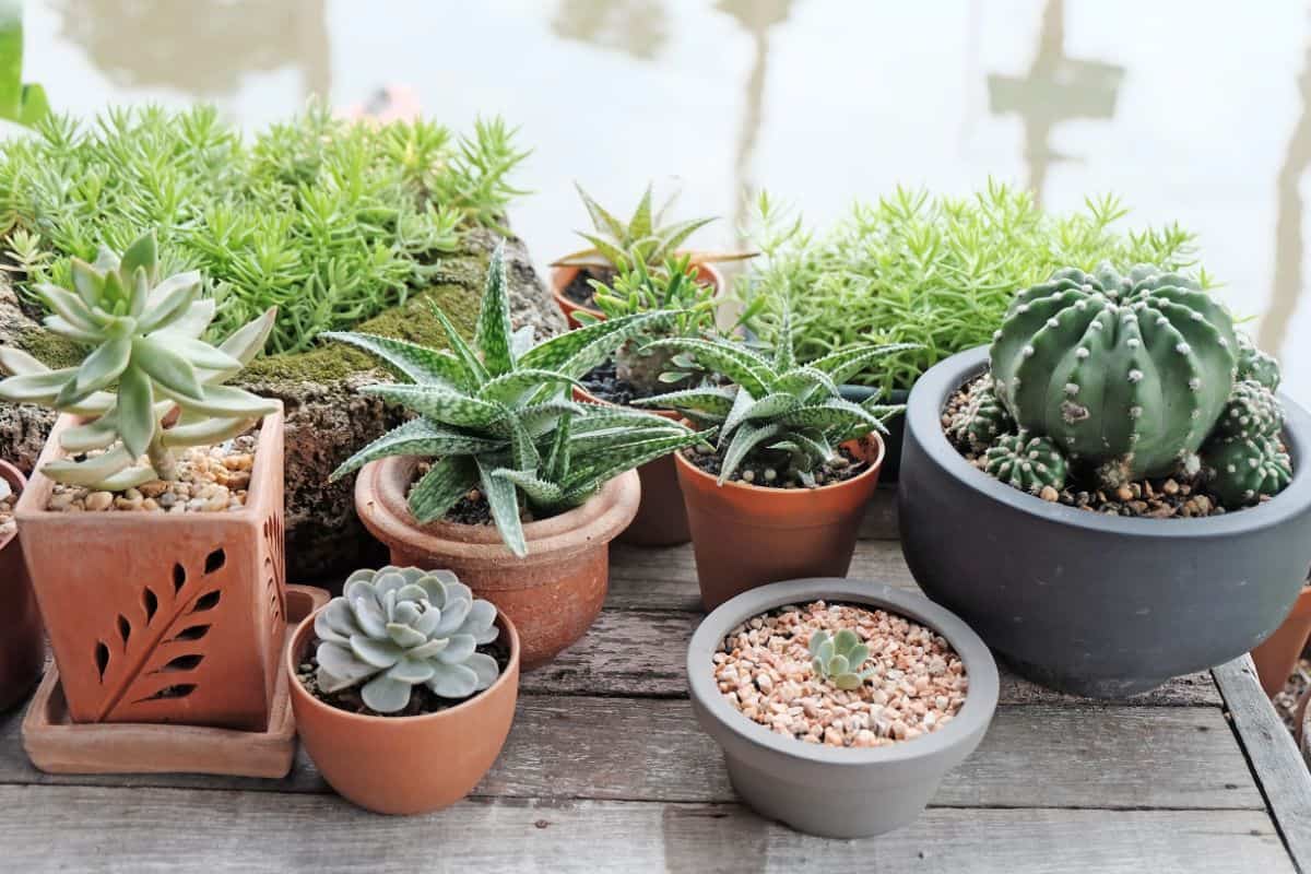 Succulents and cactuses in pots on wooden table.